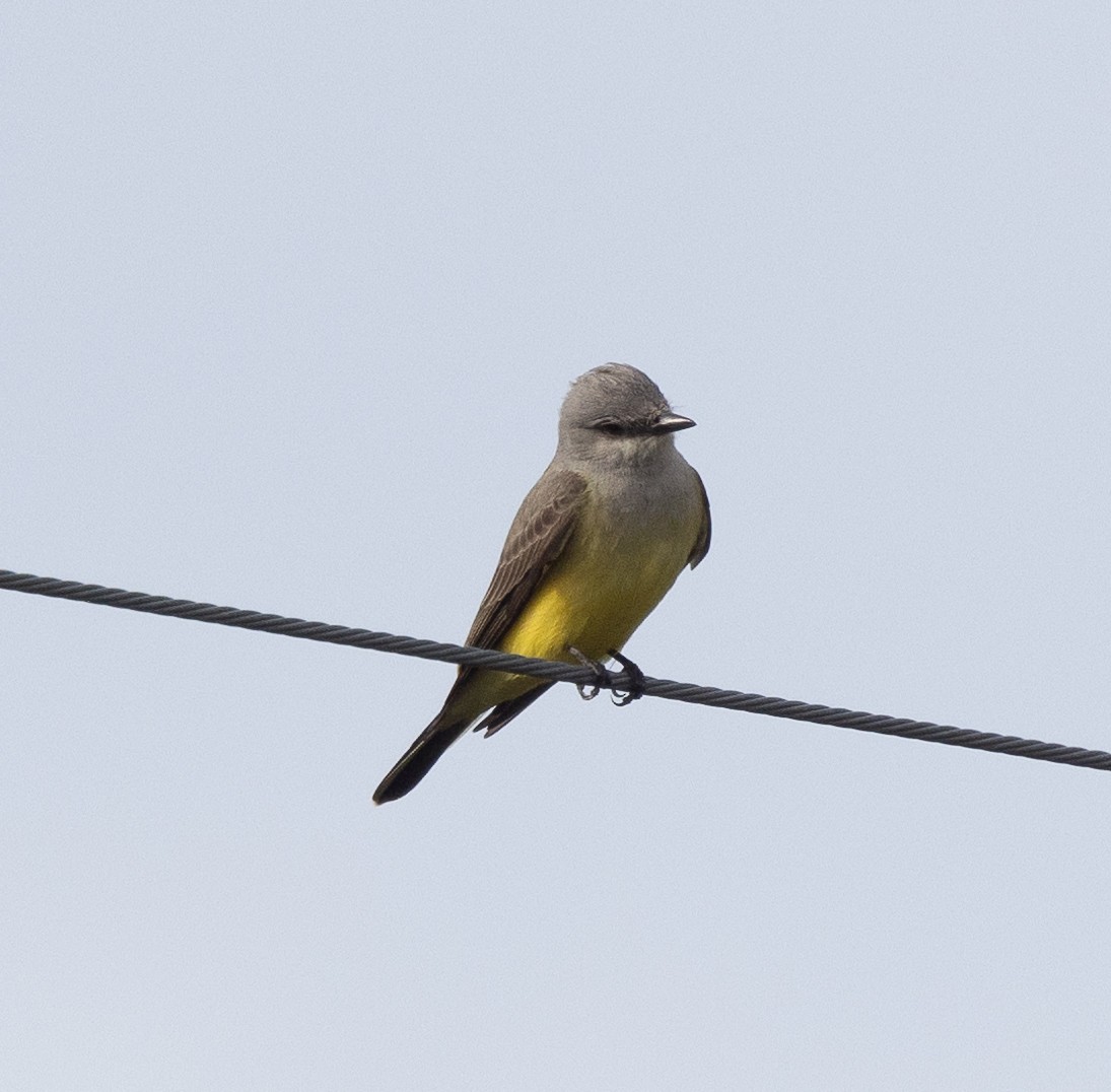 Western Kingbird - ML628018163