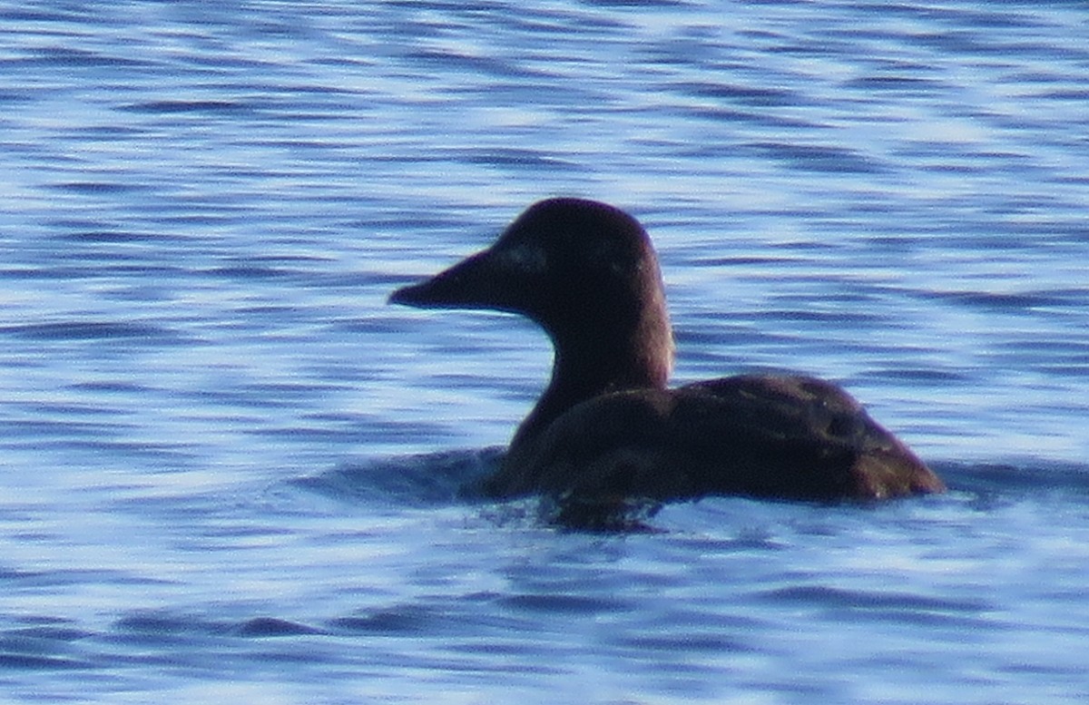 Common Eider - ML628018185