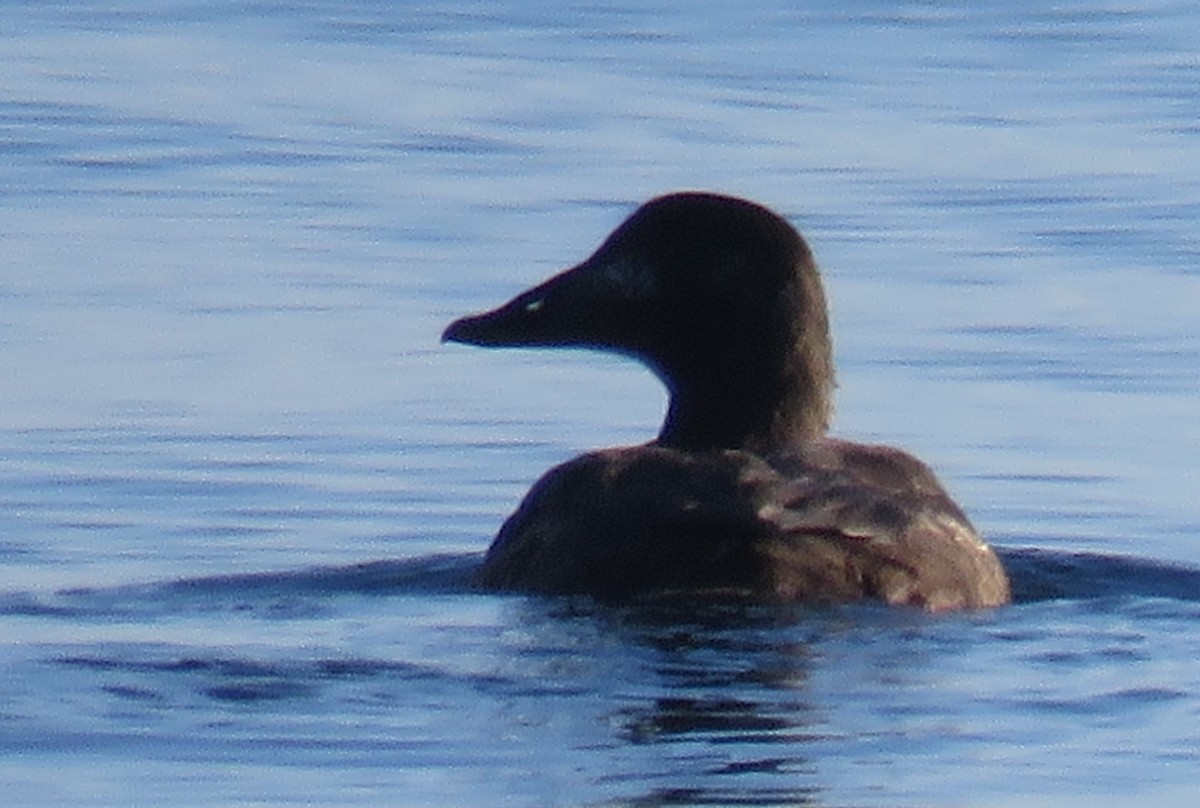 Common Eider - ML628018186