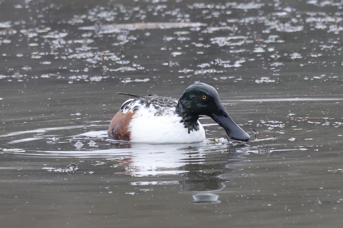 Northern Shoveler - ML628018187