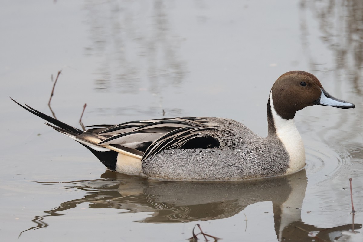 Northern Pintail - ML628018195