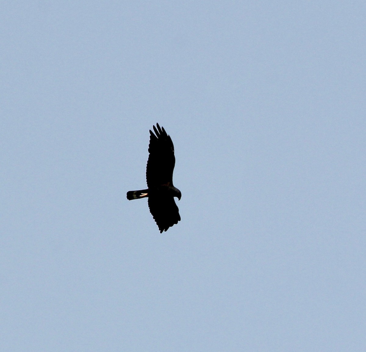 Zone-tailed Hawk - ML628018206