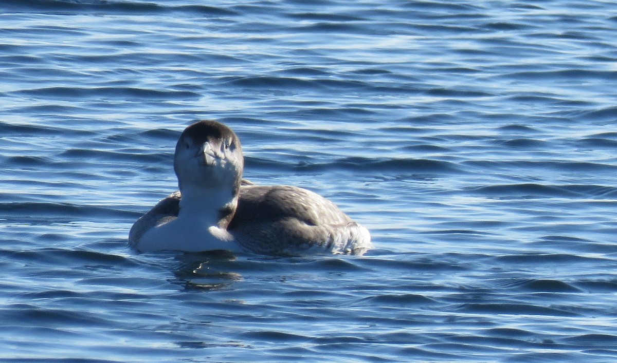 Common Loon - ML628018222