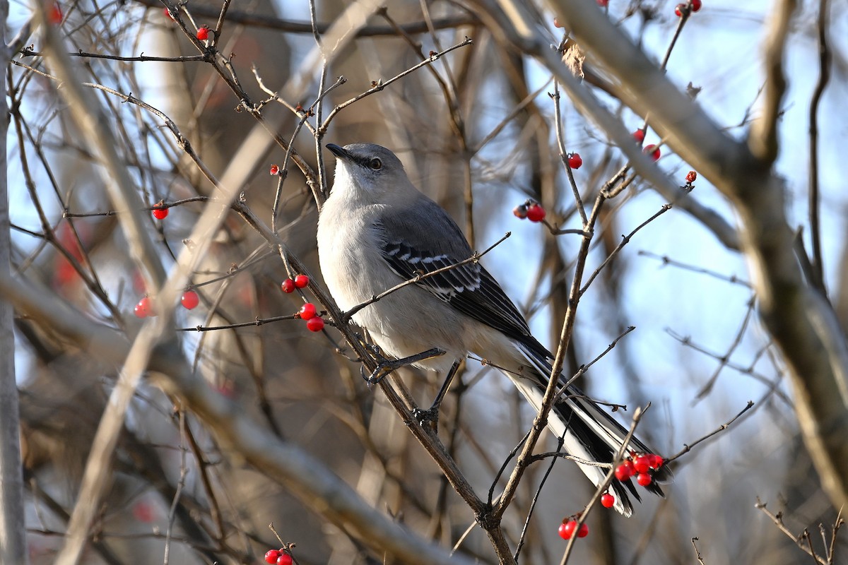 Northern Mockingbird - ML628018232