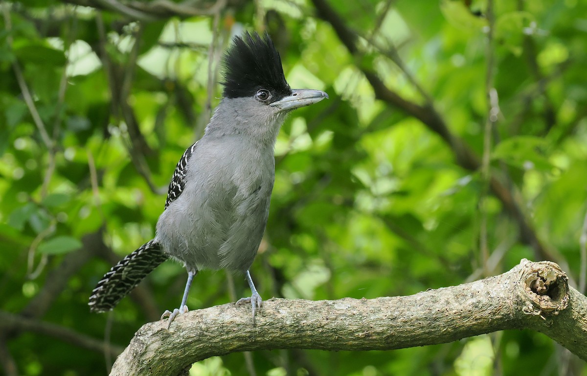 Giant Antshrike - ML628018267