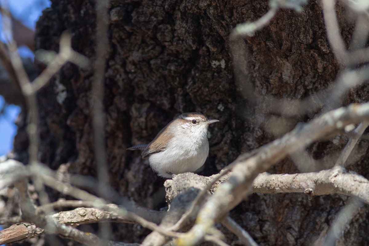 Troglodyte de Bewick - ML628018283