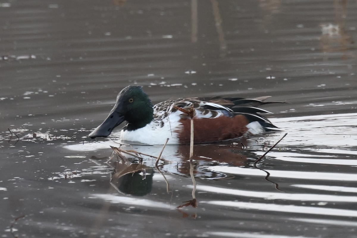 Northern Shoveler - ML628018374