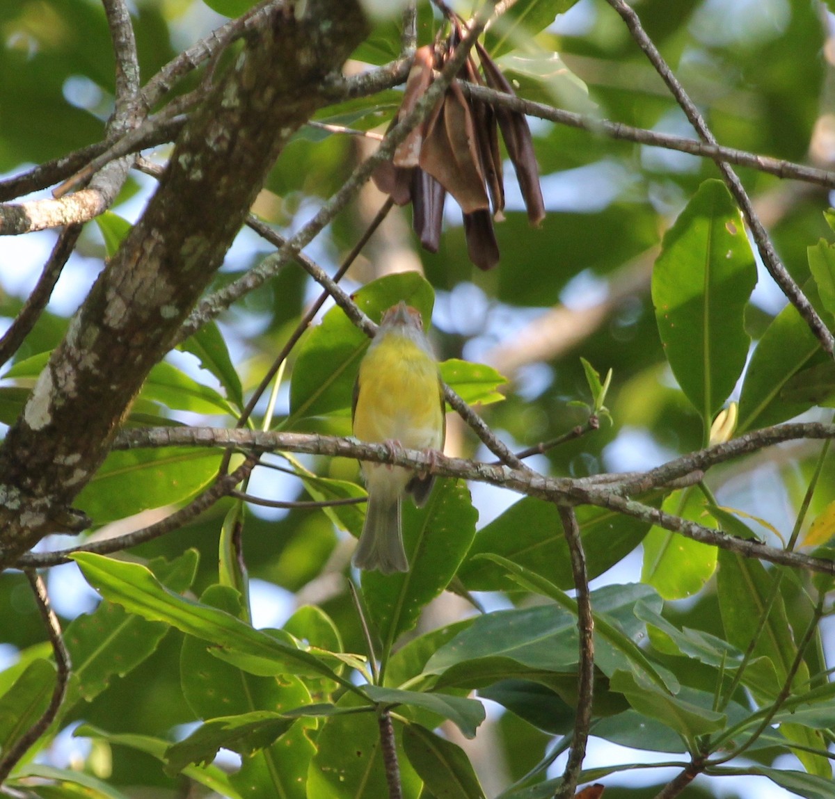 Rufous-browed Peppershrike - ML628018499