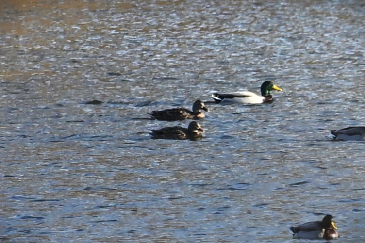 American Black Duck - ML628018529