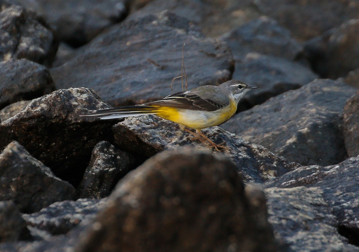 Gray Wagtail - ML628018539