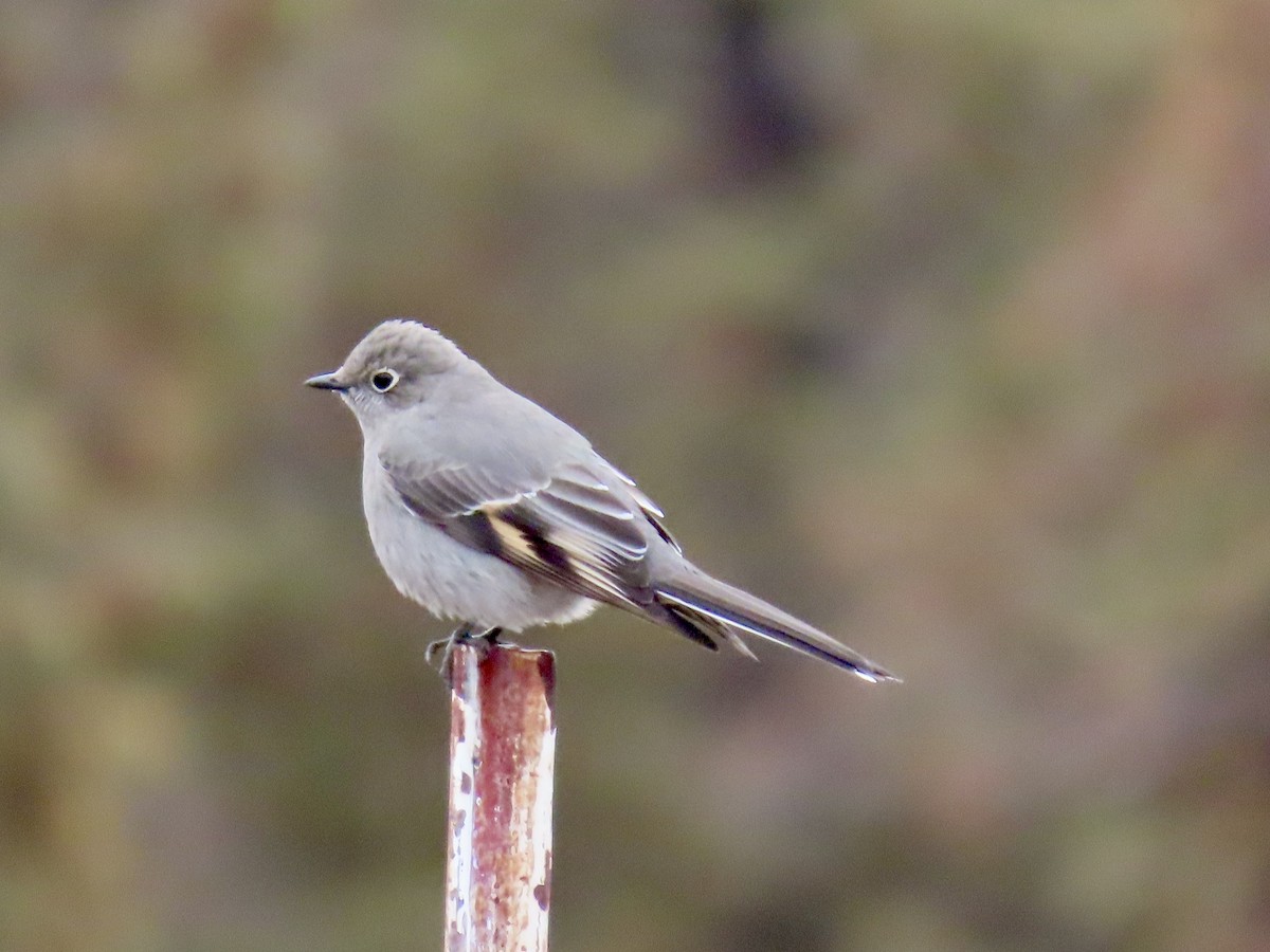 Townsend's Solitaire - ML628018617