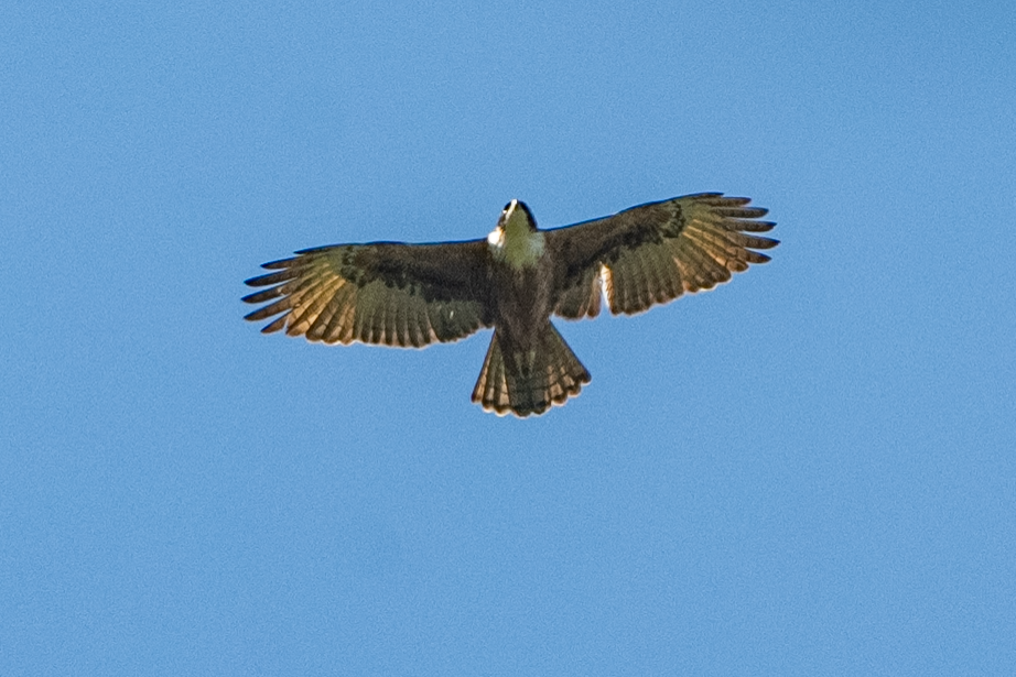 Rufous-bellied Eagle - ML628018631