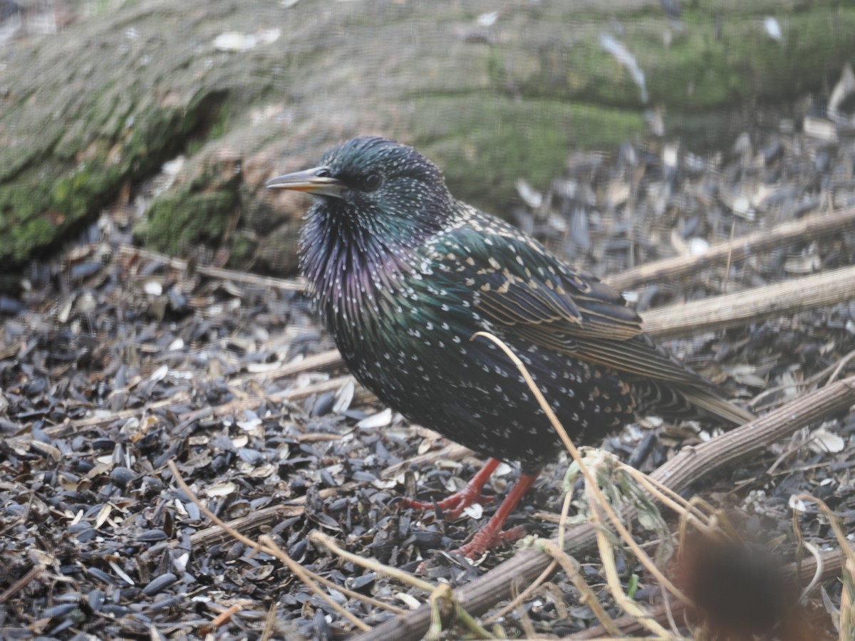 European Starling - ML628018639