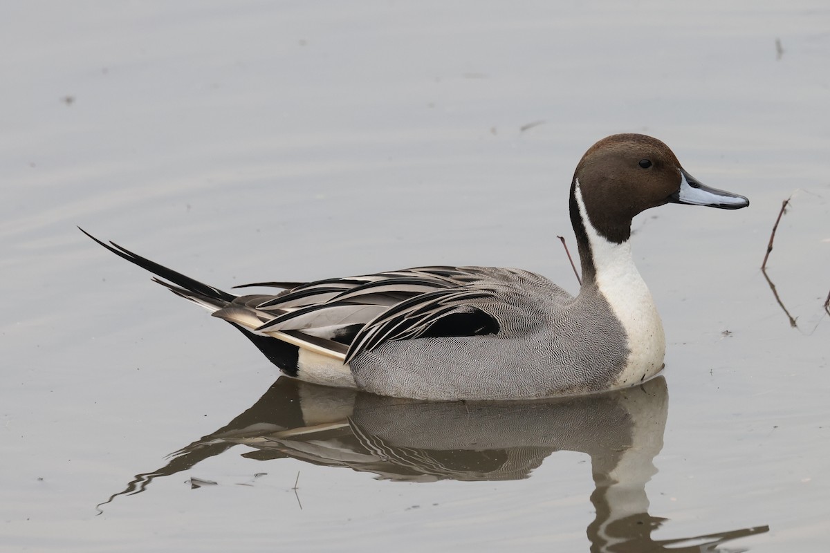 Northern Pintail - ML628018681