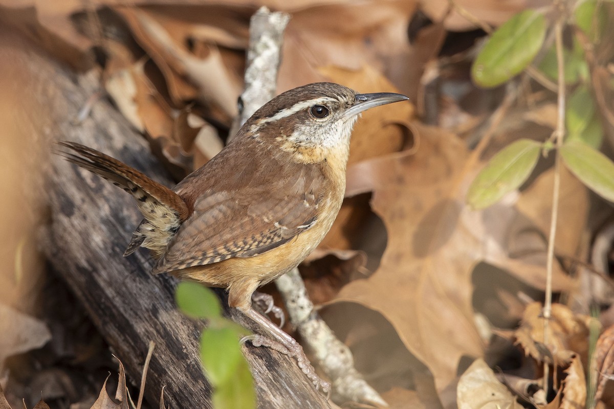 Carolina Wren - ML628018692