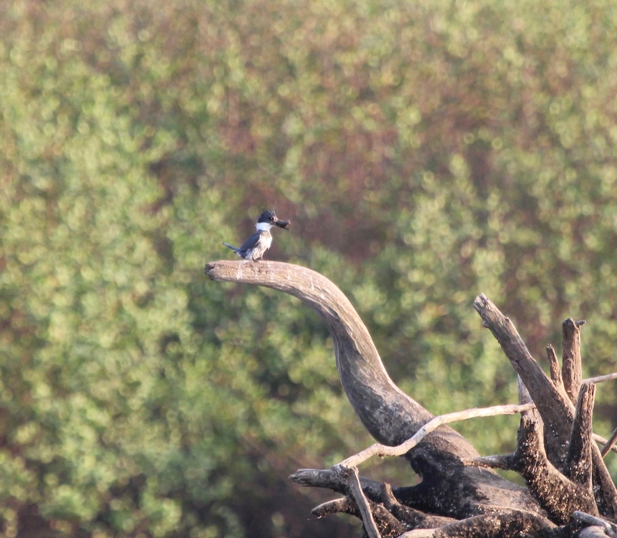 Belted Kingfisher - ML628018695