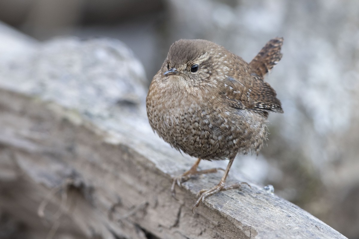 Winter Wren - ML628018719