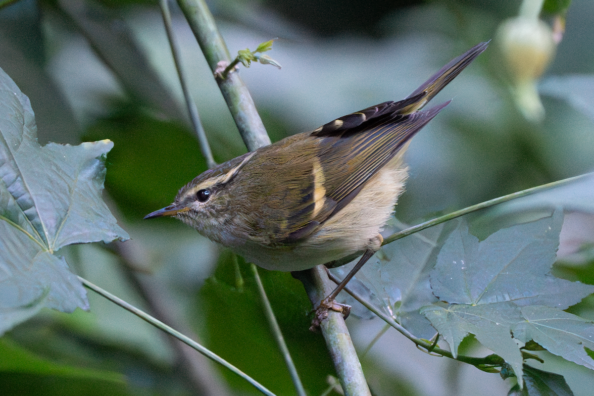 Buff-barred Warbler - ML628018730