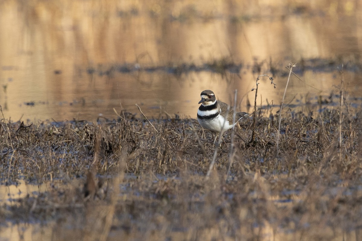 Killdeer - ML628018738