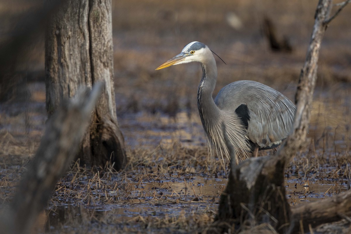 Great Blue Heron - ML628018749