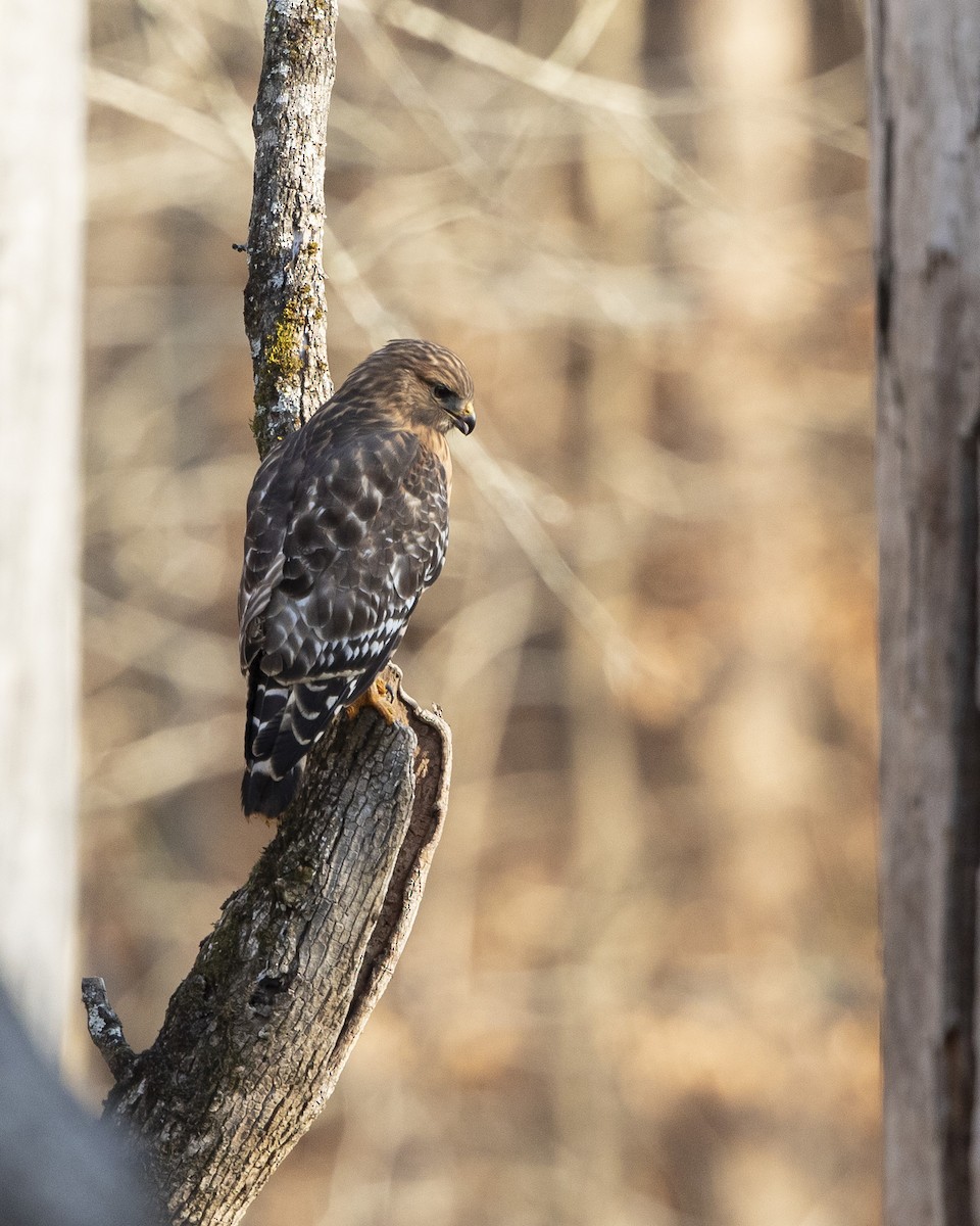 Red-shouldered Hawk - ML628018759