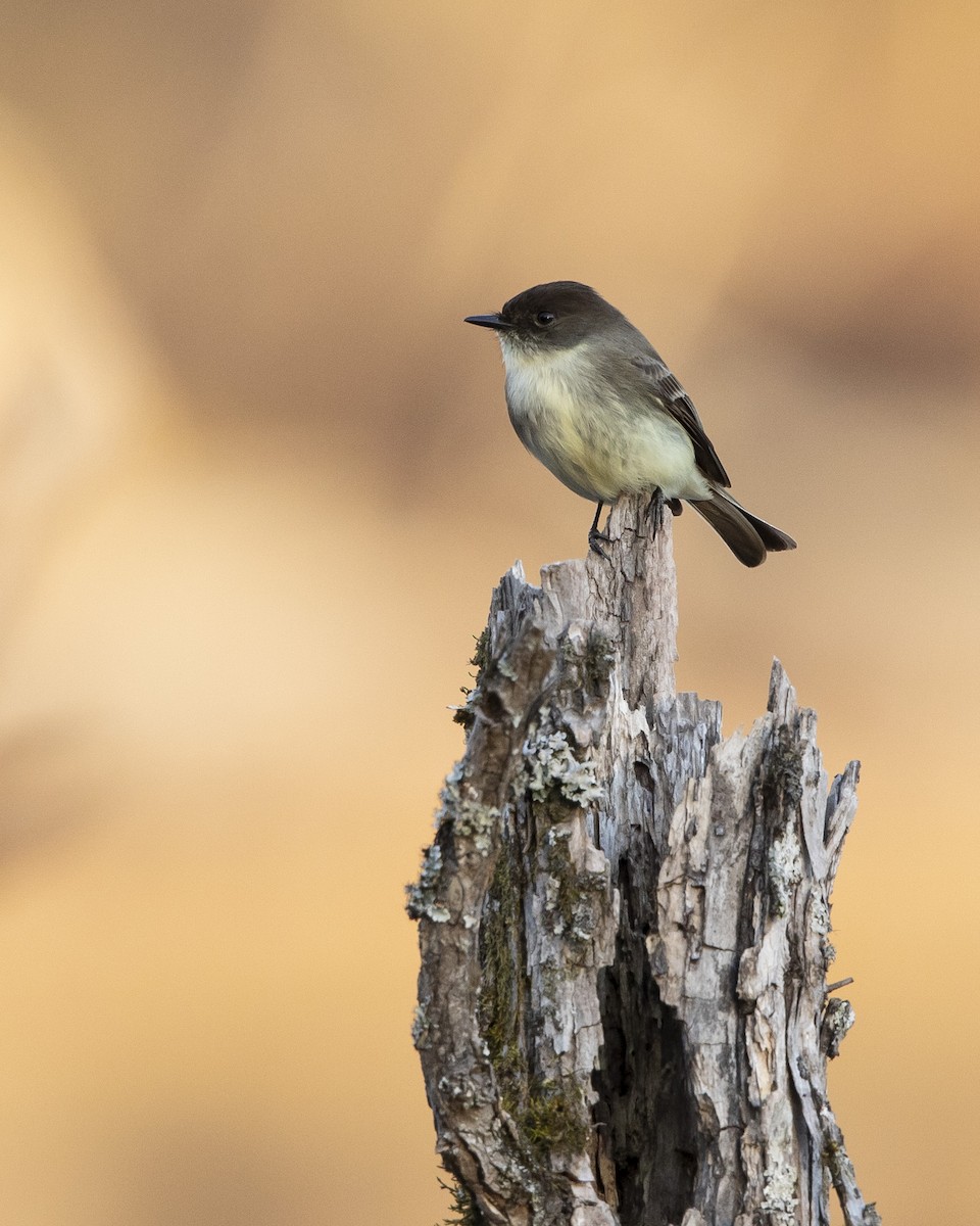 Eastern Phoebe - ML628018766