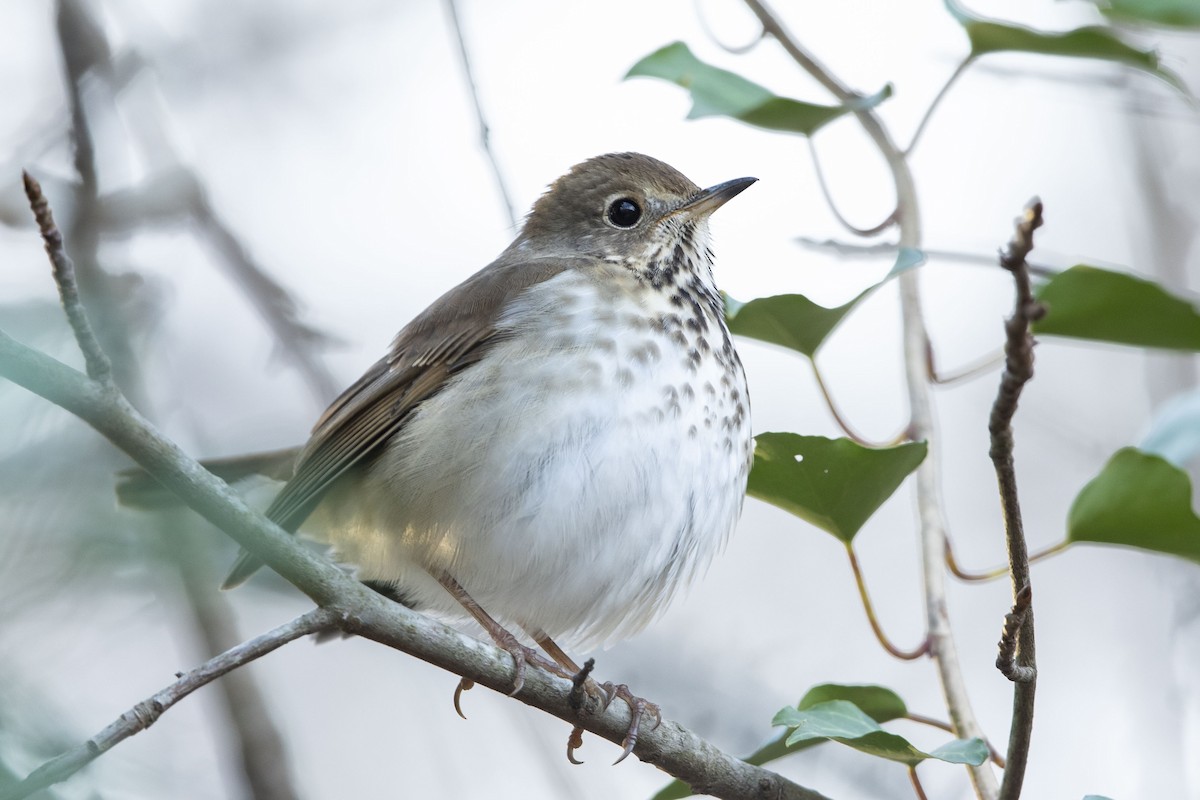 Hermit Thrush - ML628018795