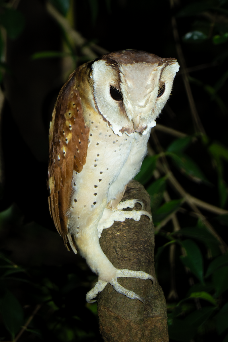 Oriental Bay-Owl - ML628018807