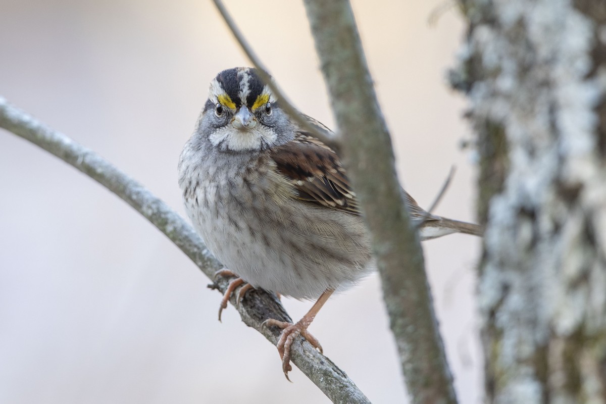 White-throated Sparrow - ML628018810