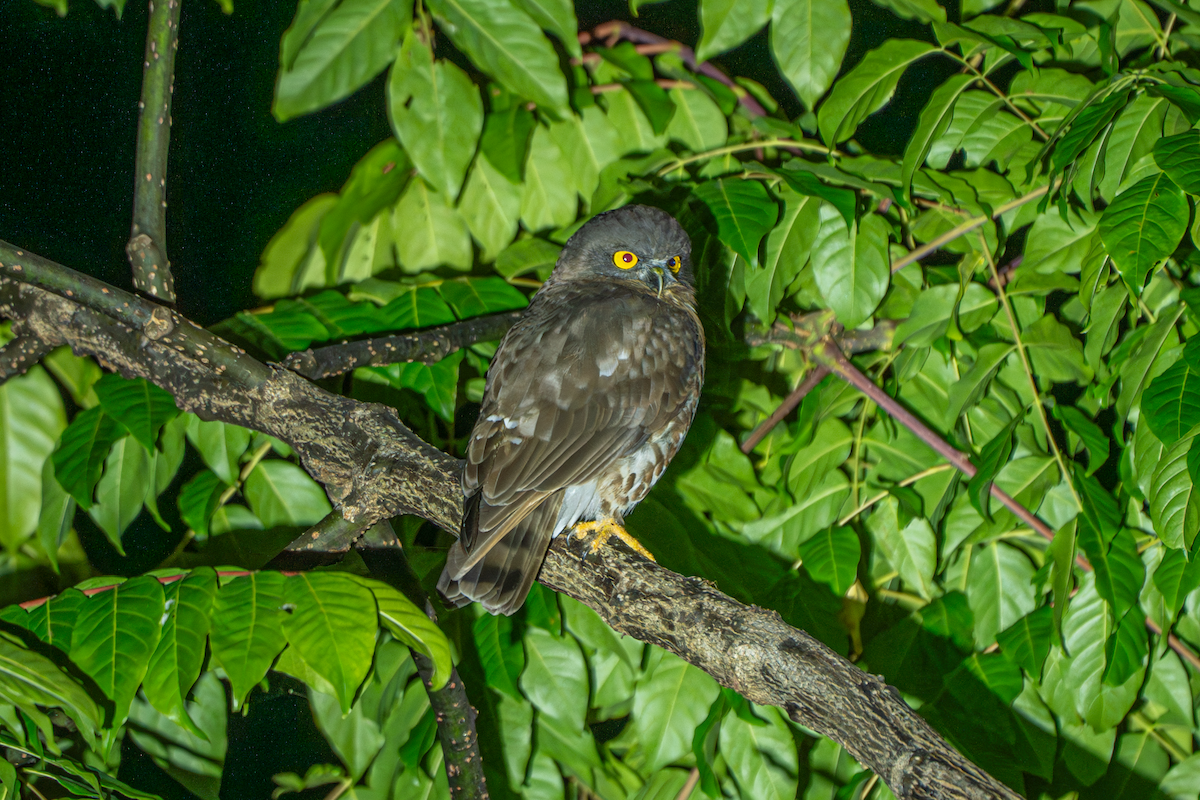 Brown Boobook - ML628018817