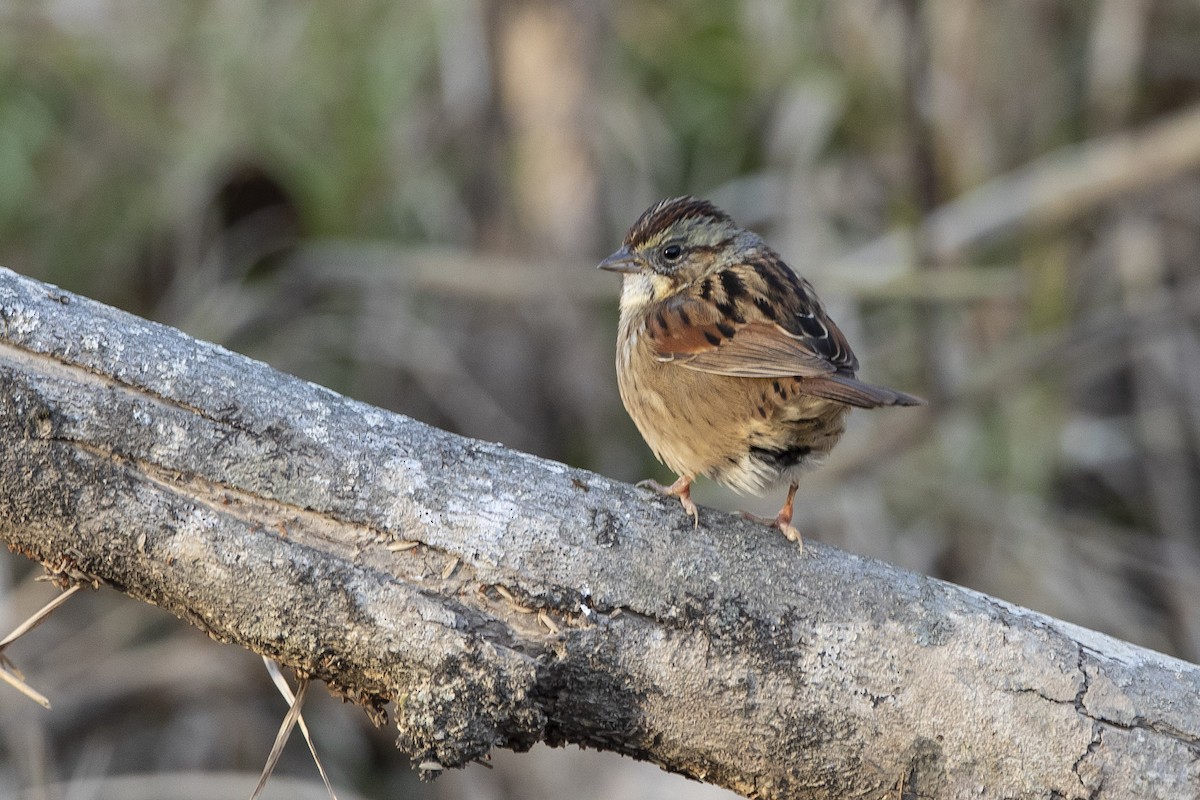 Swamp Sparrow - ML628018820