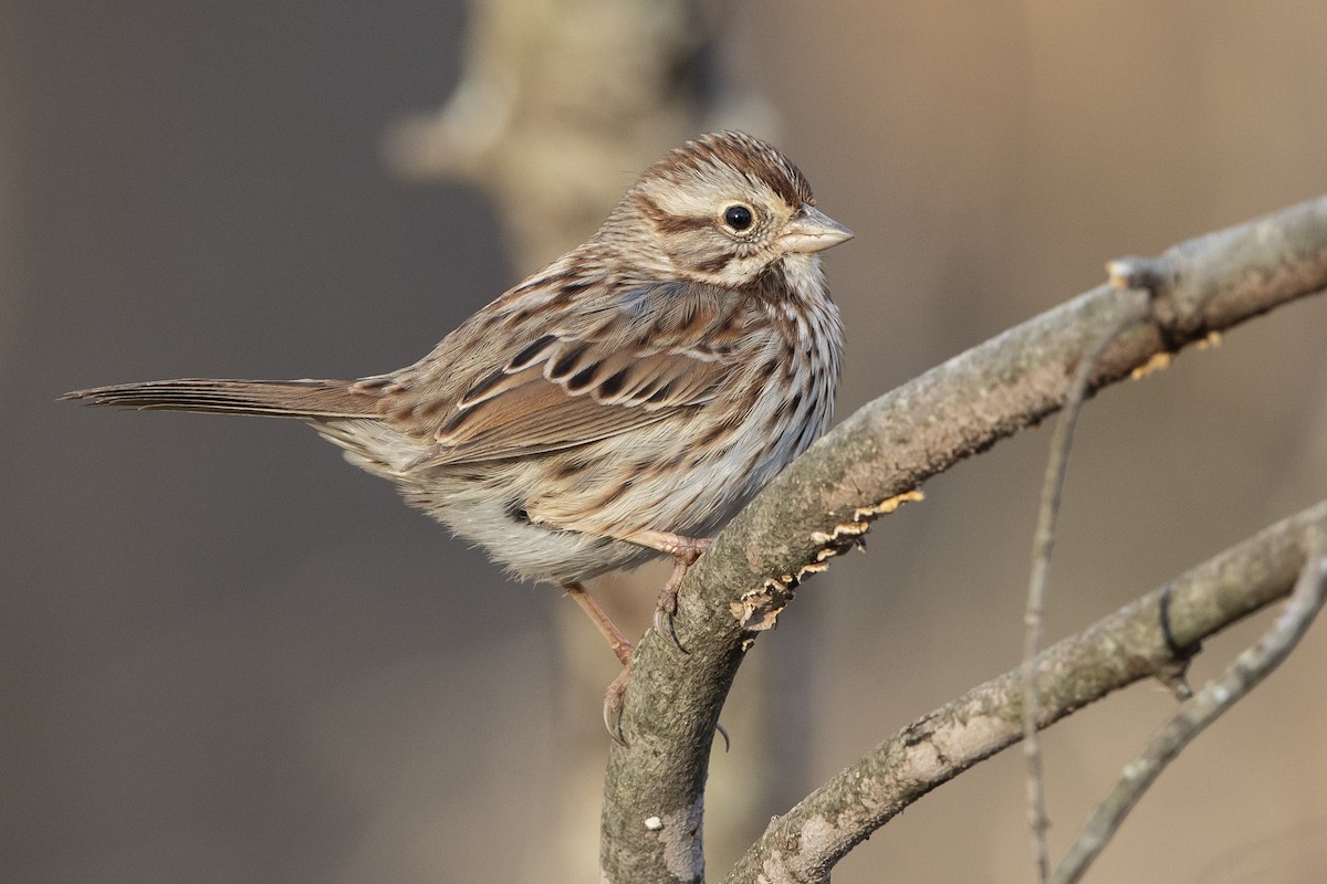 Song Sparrow - ML628018834