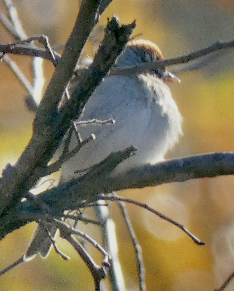 Chipping Sparrow - ML628018914