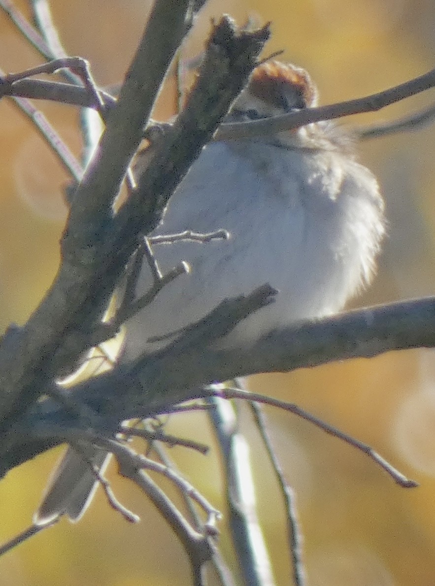 Chipping Sparrow - ML628018915