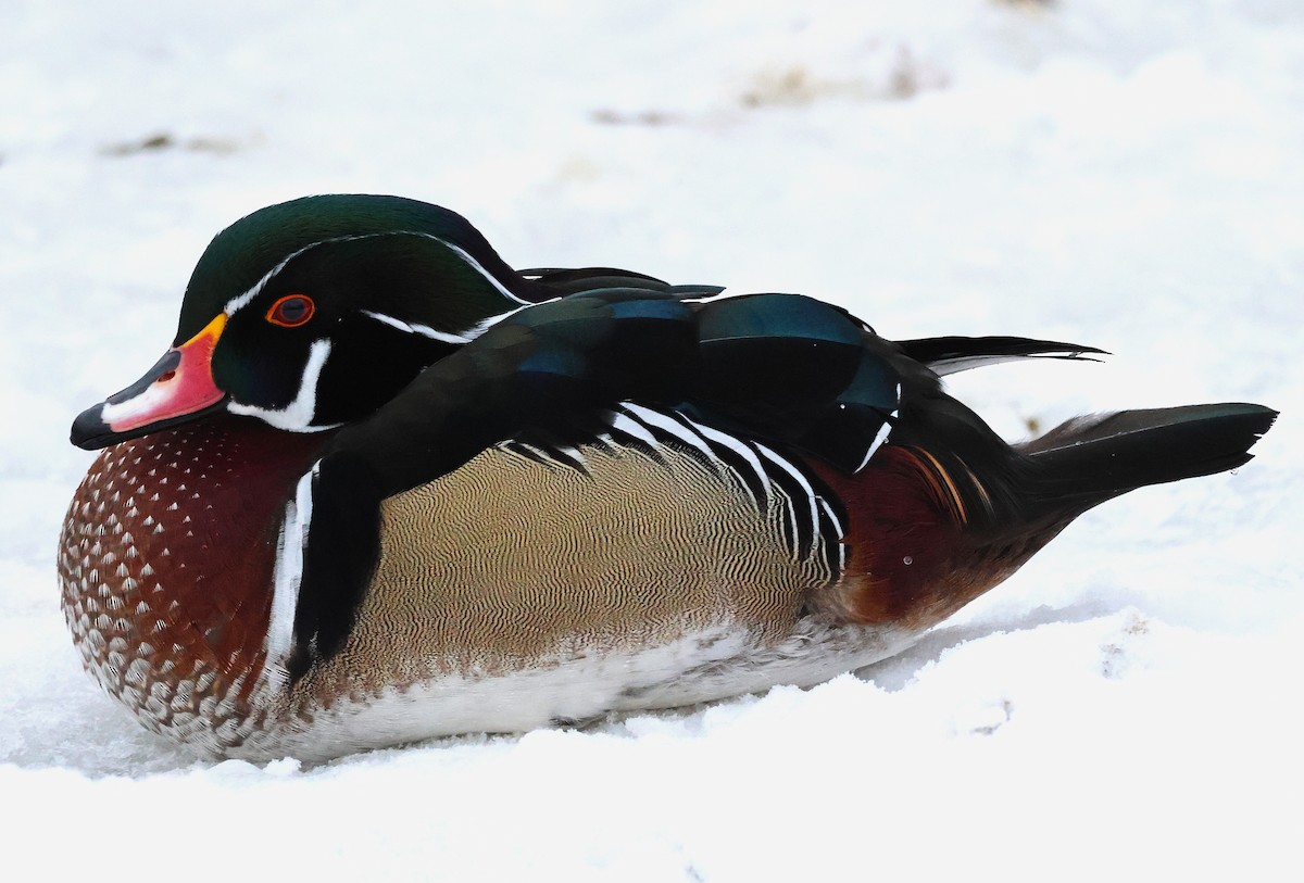 Wood Duck - ML628018930