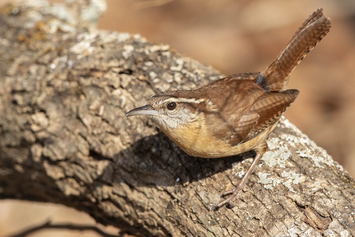 Carolina Wren - ML628018959