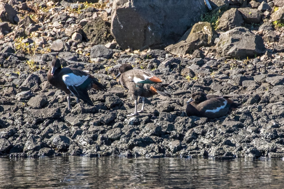 Paradise Shelduck - ML628019068