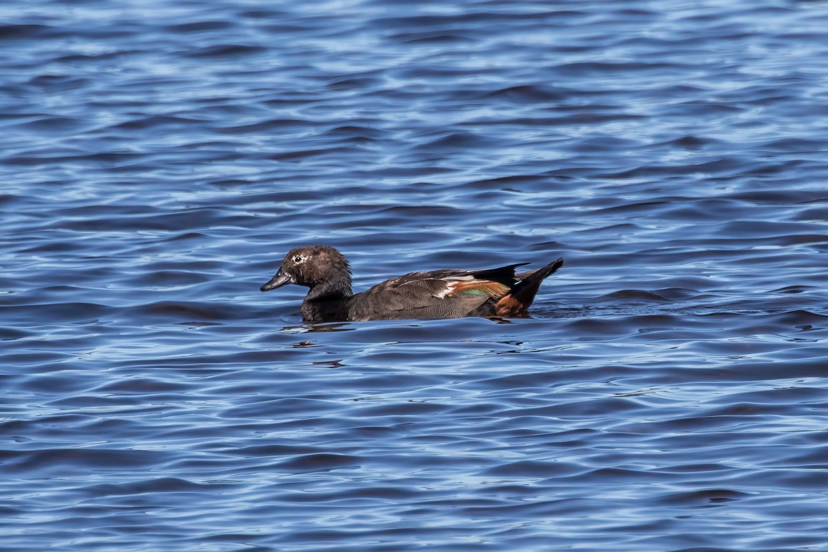 Paradise Shelduck - ML628019085