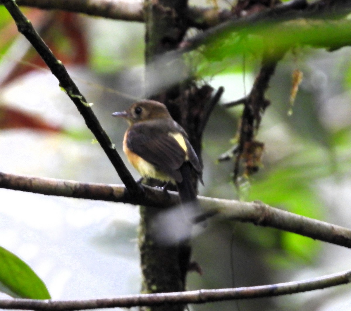 Sulphur-rumped Flycatcher - ML628019121