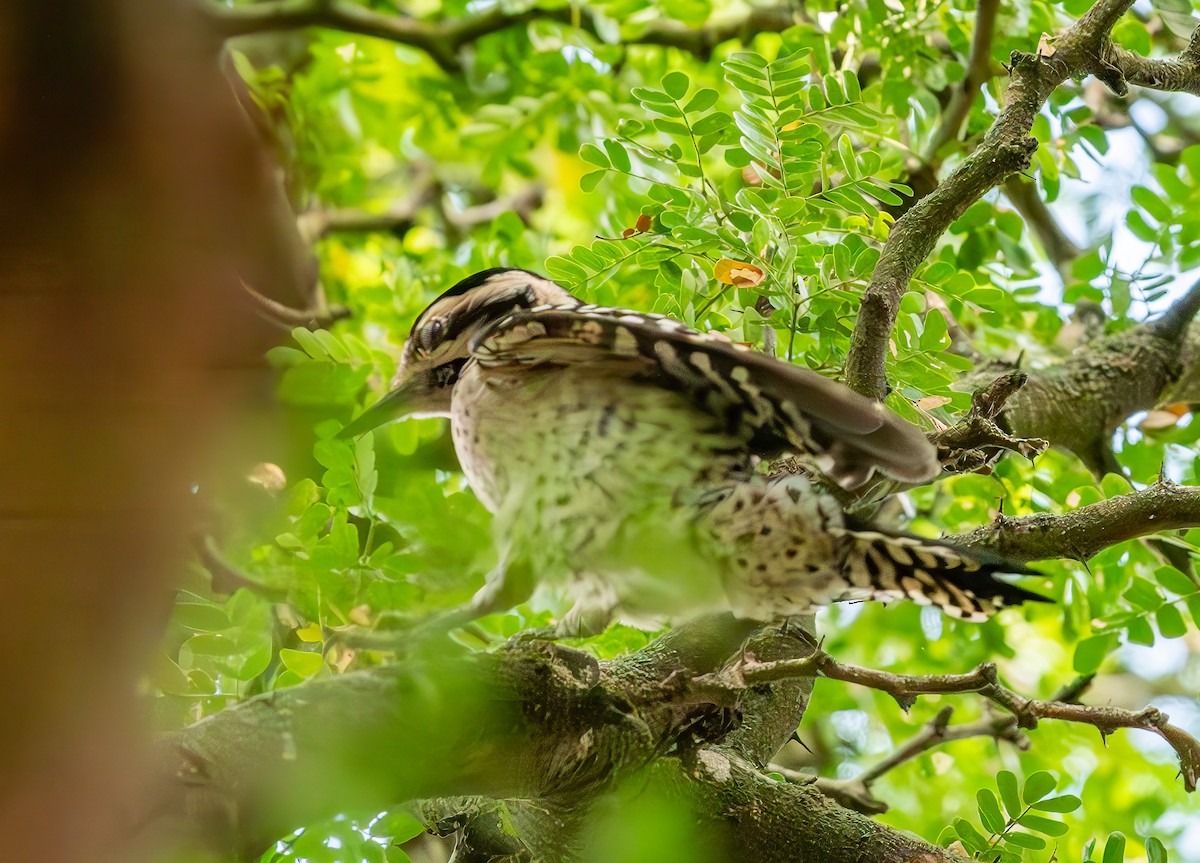 Ladder-backed Woodpecker - ML628019139