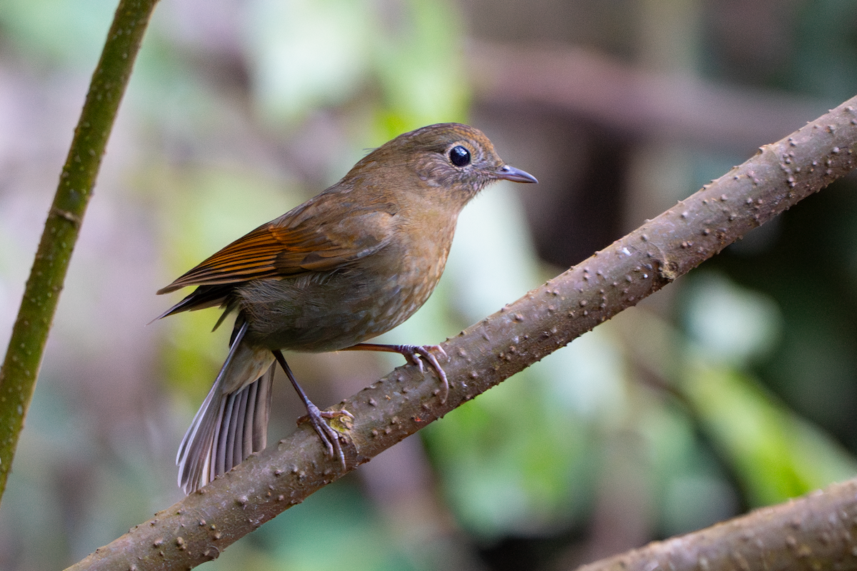 White-tailed Robin - ML628019177