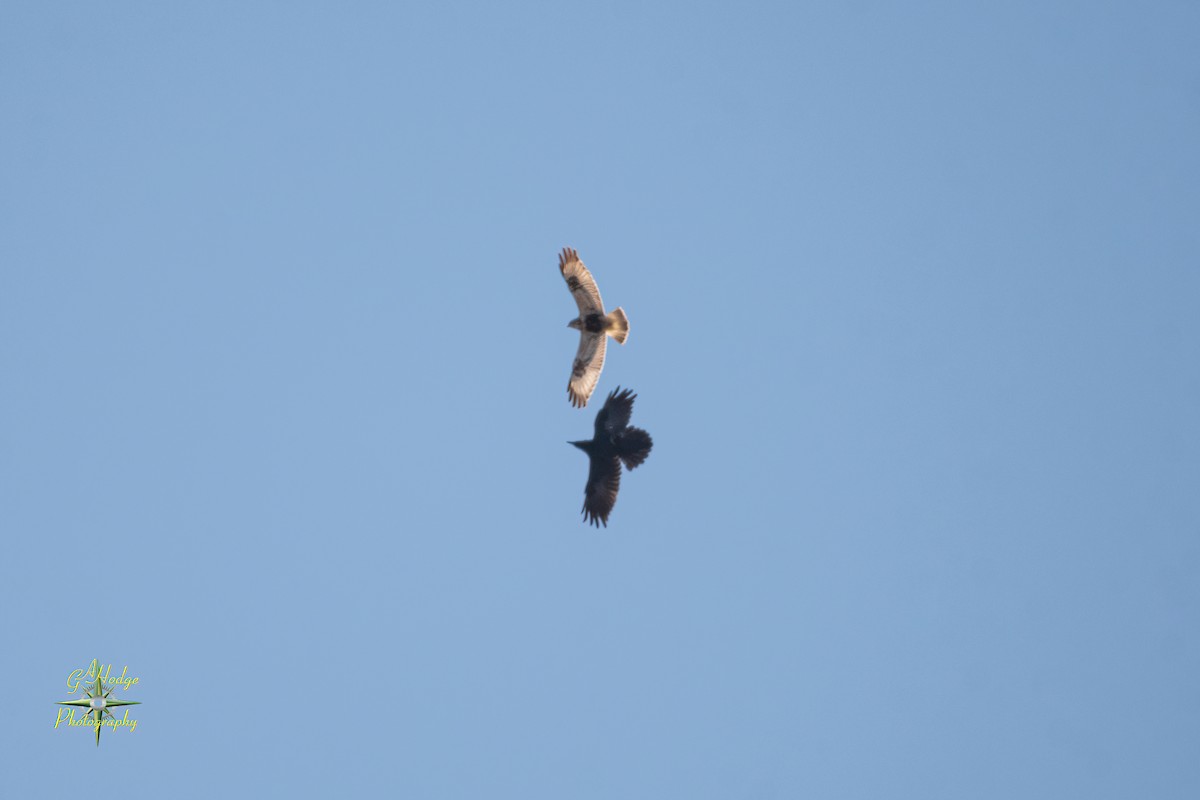 Rough-legged Hawk - ML628019179