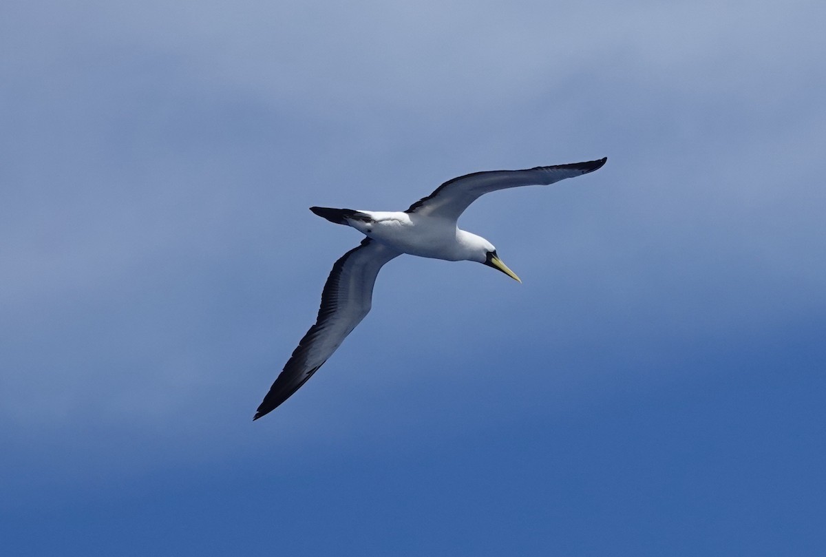 藍臉鰹鳥 - ML628019191