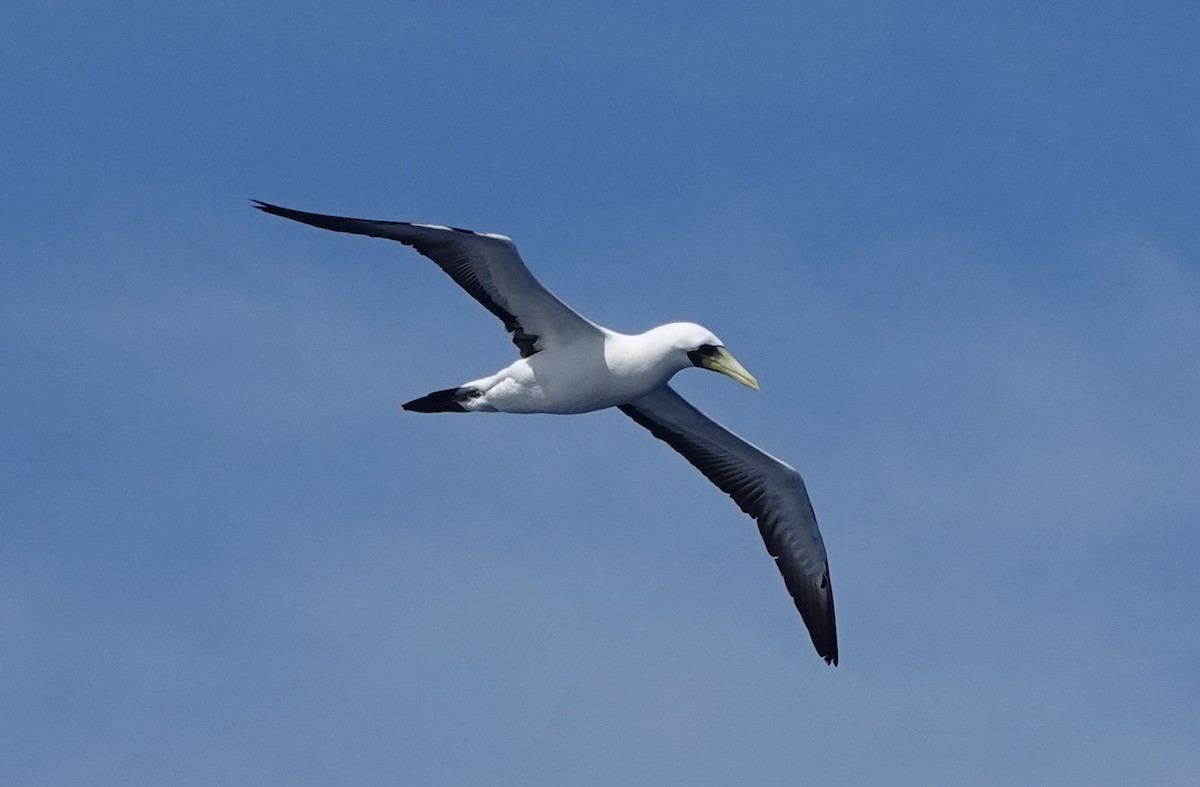 藍臉鰹鳥 - ML628019196