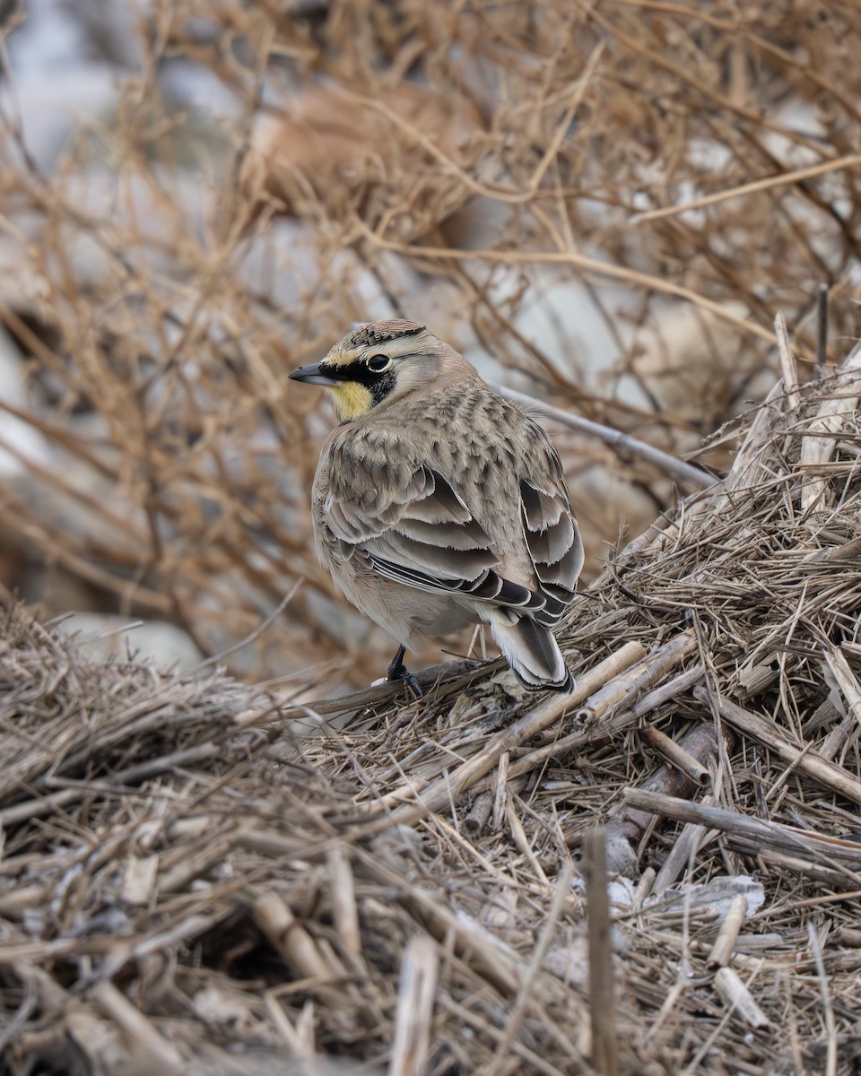 Horned Lark - ML628019197