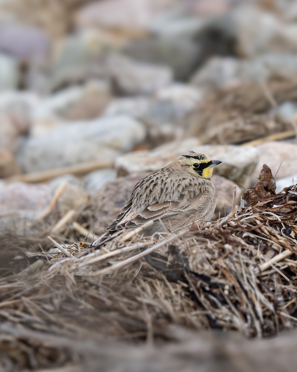 Horned Lark - ML628019198