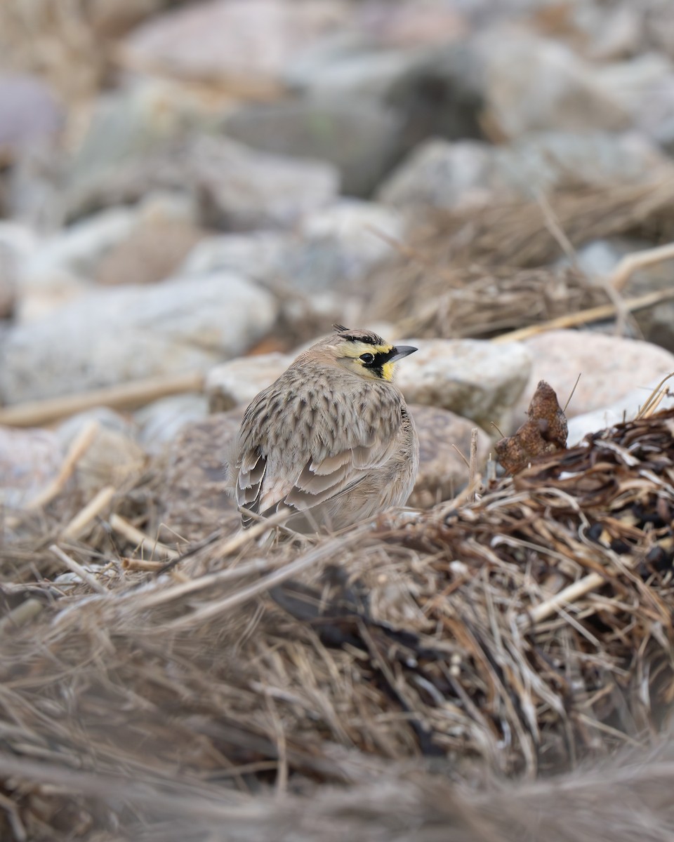 Horned Lark - ML628019199