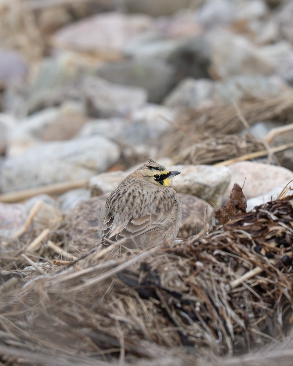 Horned Lark - ML628019200