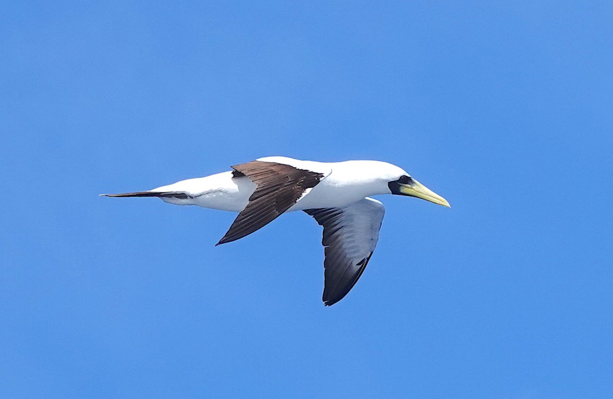 藍臉鰹鳥 - ML628019218