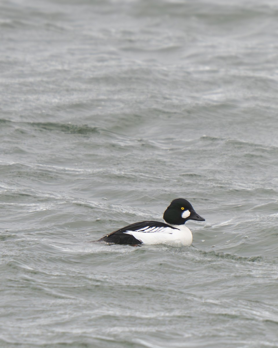 Common Goldeneye - ML628019239